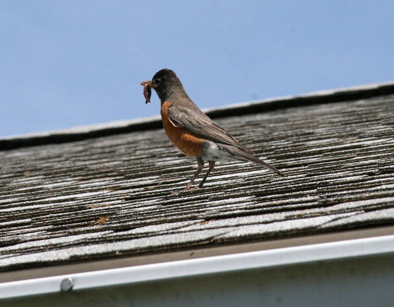 7 - Momma robin still trying to feed babies even as they left